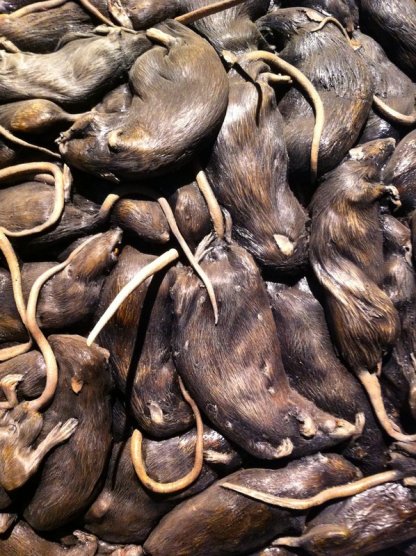 David Falconer, 'Vermin Death Star' (detail), 2011, taxidermy and resin, in 'The Minotaur' at Old Vic Tunnels, Waterloo, London. Photo credit Kelise Franclemont.