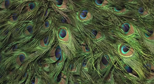Work by Chantal Powell, made of peacock feathers, in 'Victoriana' at Guildhall Art Gallery, London. Image courtesy bbc.co.uk