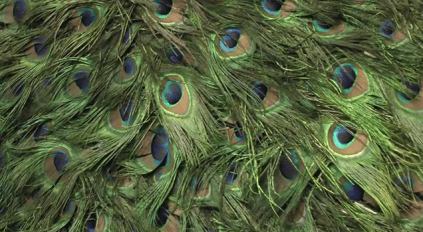 Work by Chantal Powell, made of peacock feathers, in 'Victoriana' at Guildhall Art Gallery, London. Image courtesy bbc.co.uk