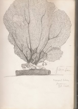 Kelise Franclemont, sketch of a dried sea fan, 2010, graphite on paper, as seen in the Natural History Museum.